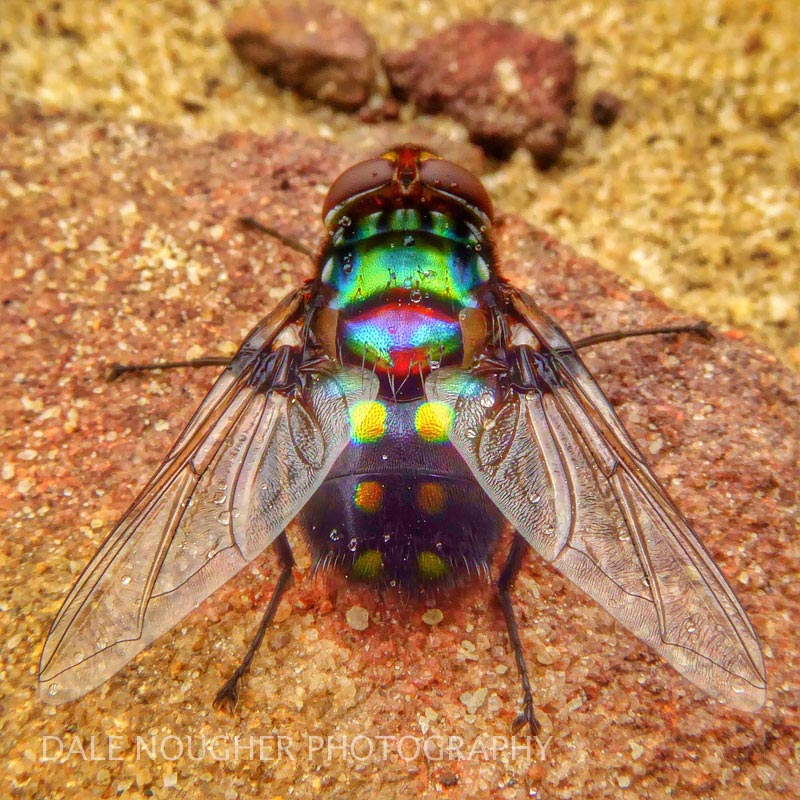 Green-bottle-fly-Dale-Nougher-Photography