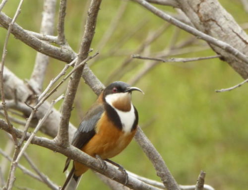 Australian Eastern Spinebill